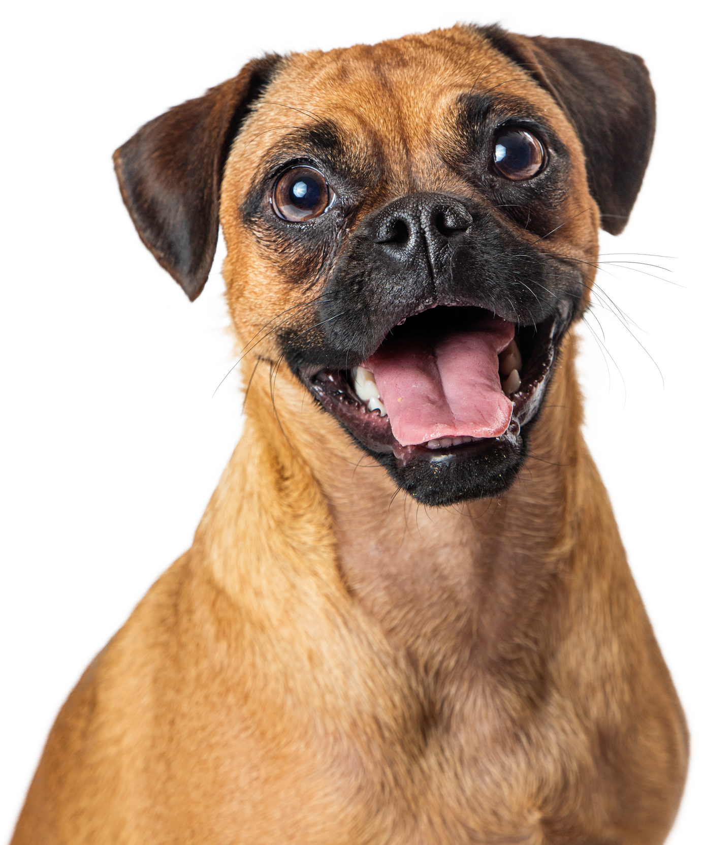 Funny Happy Pug Beagle Dog Portrait Cutout